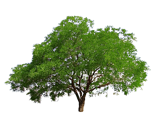 园林景观乔木树木大树植物png免抠