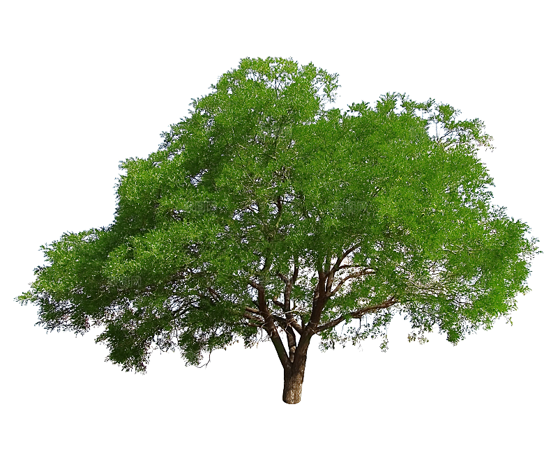 园林景观乔木树木大树植物png免抠
