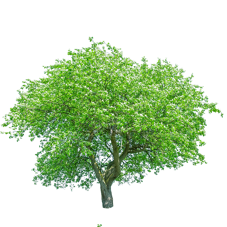 园林景观乔木树木大树植物png免抠