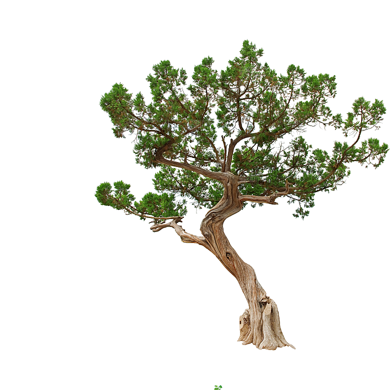 园林景观乔木树木大树植物png免抠