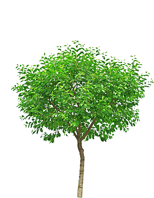 园林景观乔木树木大树植物png免抠