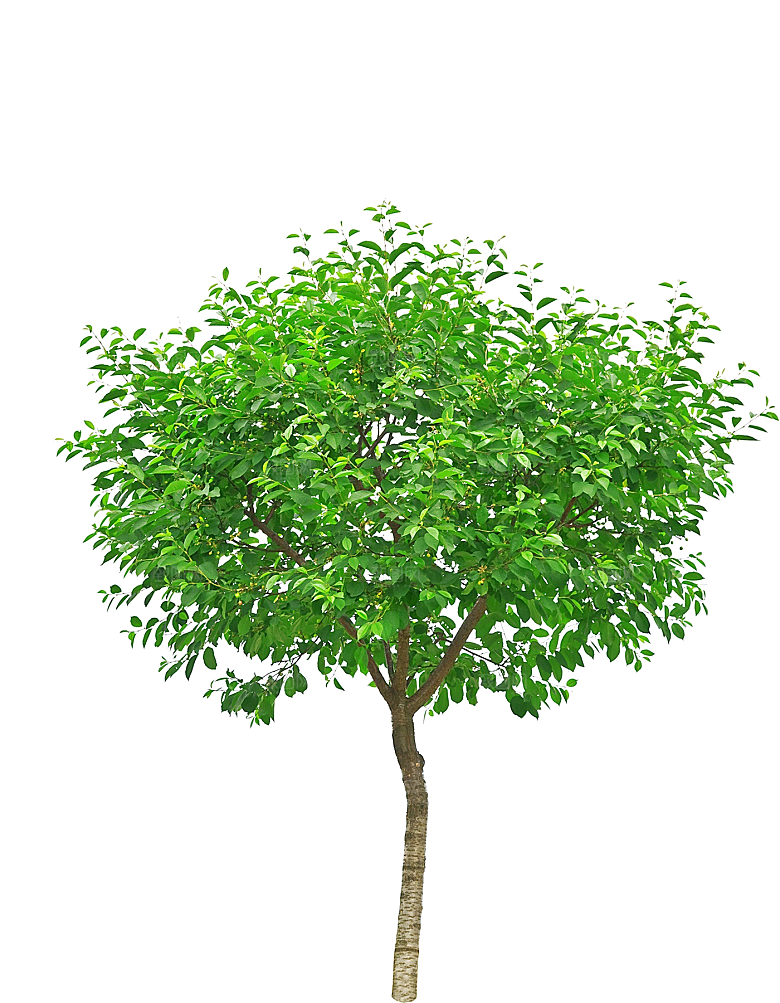 园林景观乔木树木大树植物png免抠