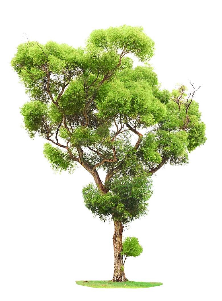 园林景观乔木树木大树植物png免抠素材