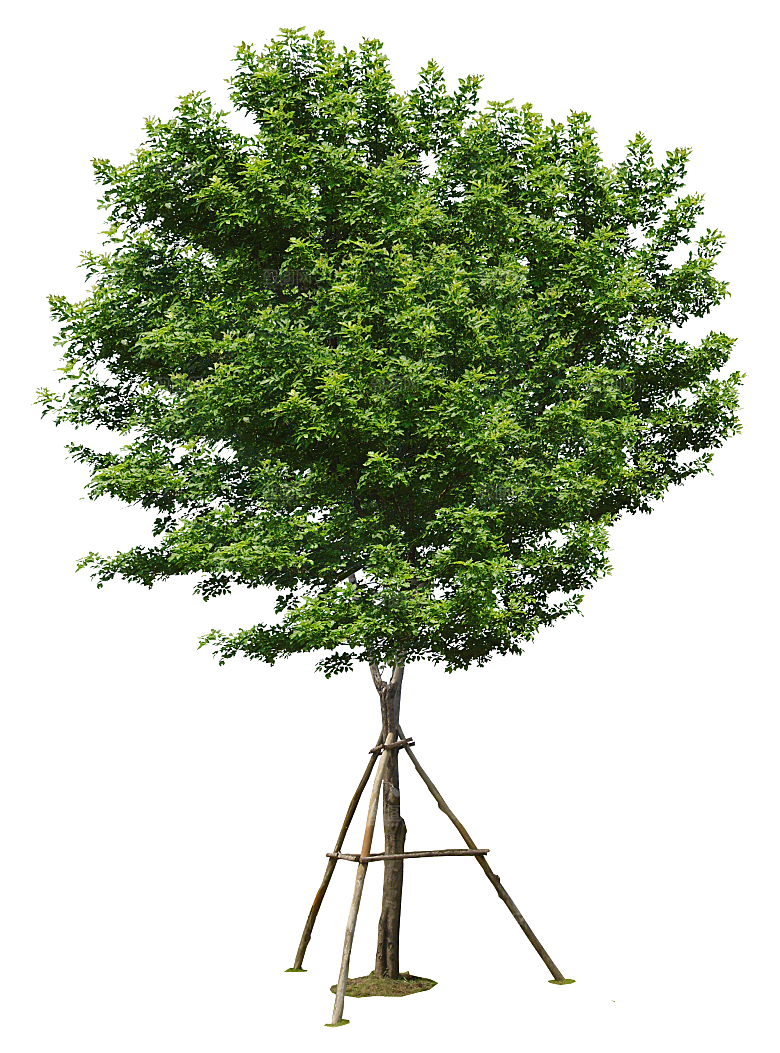 园林景观乔木树木大树植物png免抠素材
