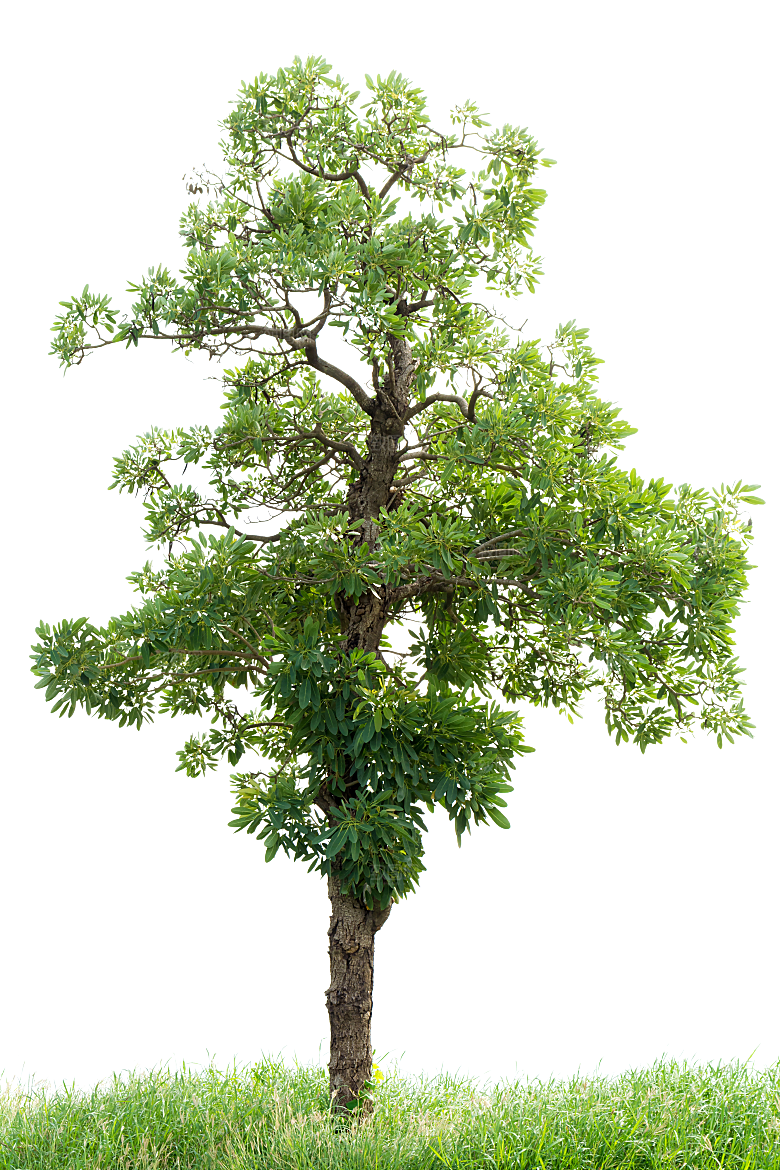 园林景观乔木树木大树植物png免抠