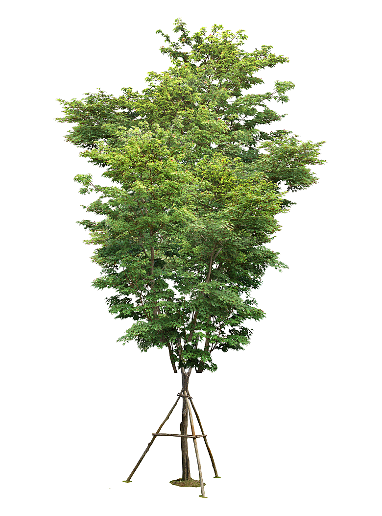 园林景观乔木树木大树植物png免抠