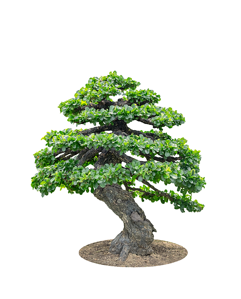 园林景观乔木树木大树植物png免抠