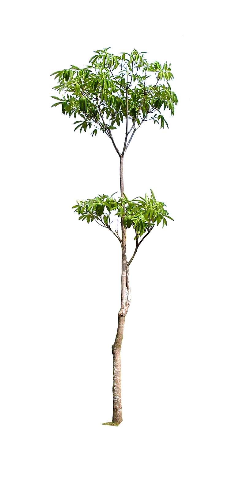园林景观乔木树木大树植物png免抠