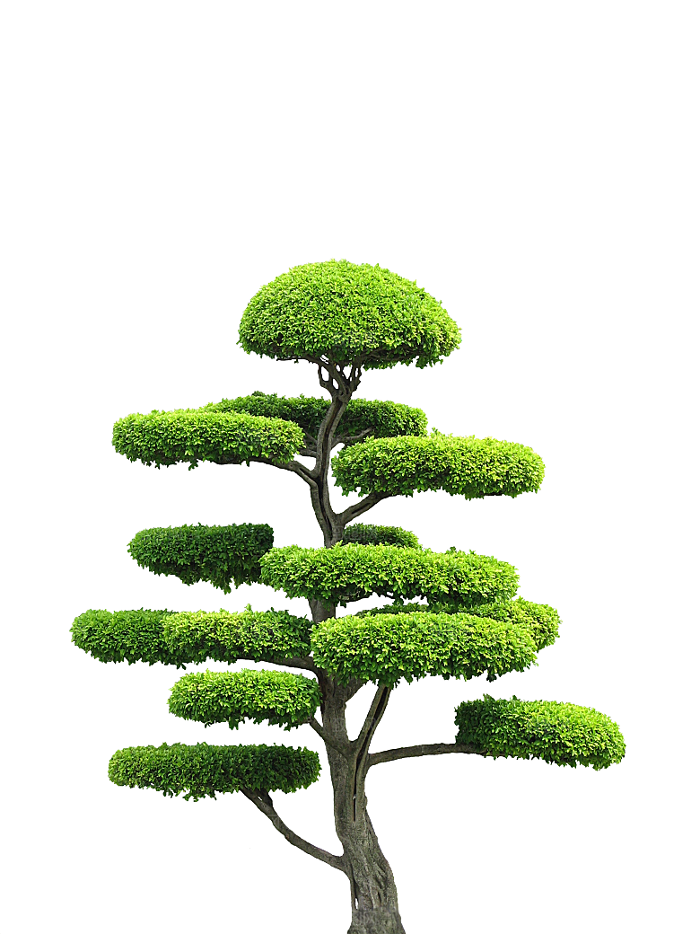 园林景观乔木树木大树植物png免抠