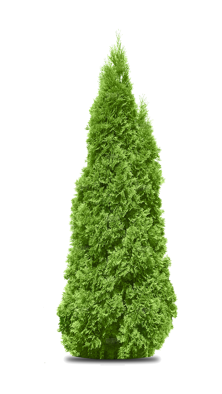 园林景观乔木树木大树植物png免抠素材