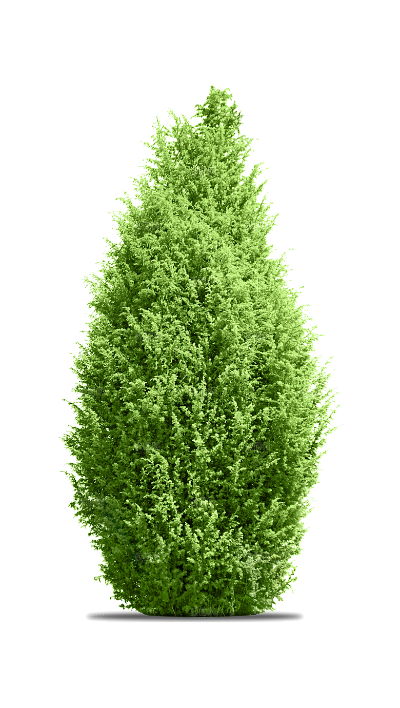 园林景观乔木树木大树植物png免抠素材