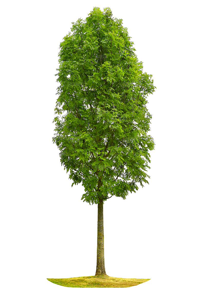 园林景观乔木树木大树植物png免抠素材