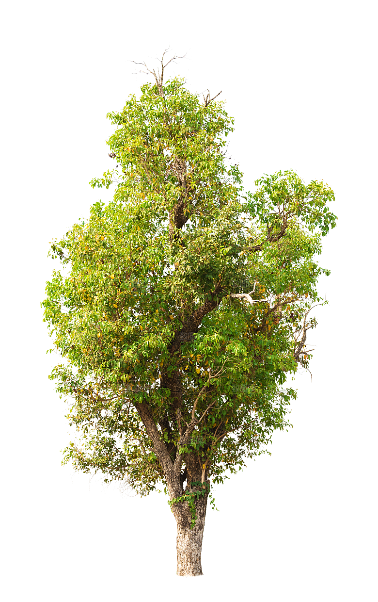园林景观乔木树木大树植物png免抠素材