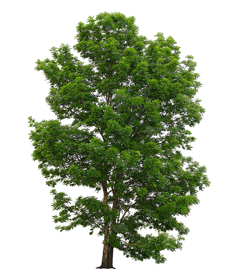 园林景观乔木树木大树植物png免抠素材