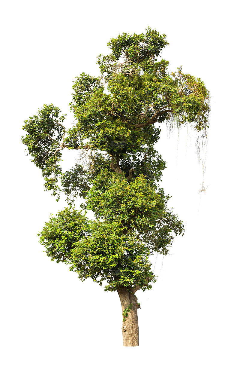 园林景观乔木树木大树植物png免抠素材