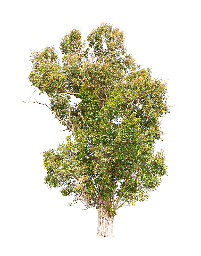 园林景观乔木树木大树植物png免抠素材