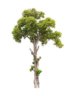 园林景观乔木树木大树植物png免抠素材