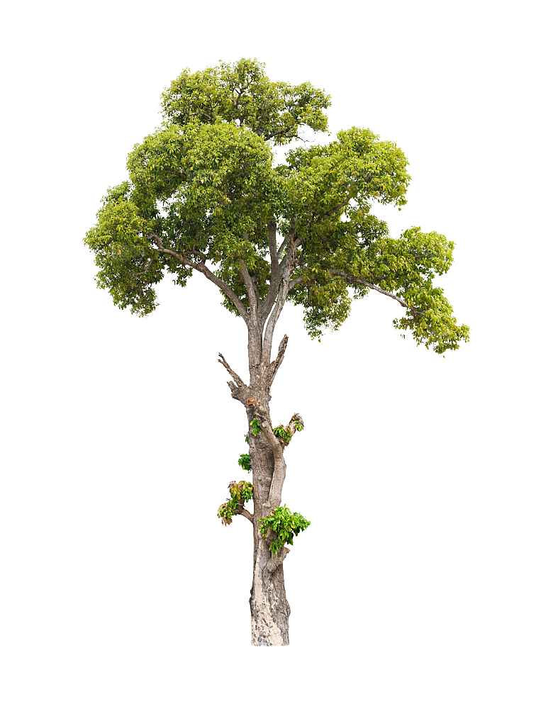 园林景观乔木树木大树植物png免抠素材