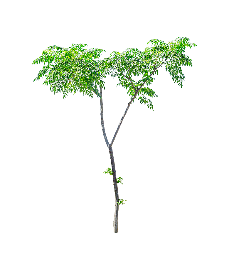 园林景观乔木树木大树植物png免抠