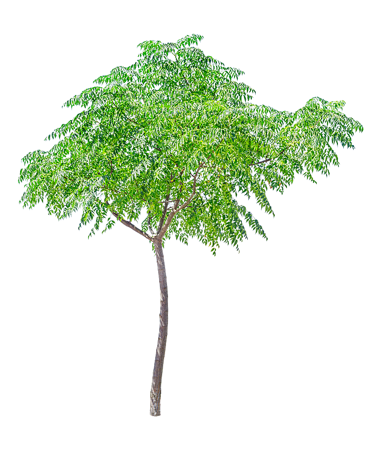 园林景观乔木树木大树植物png免抠