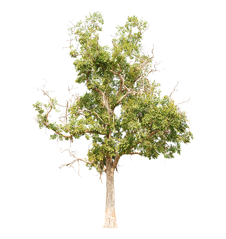 园林景观乔木树木大树植物png免抠素材