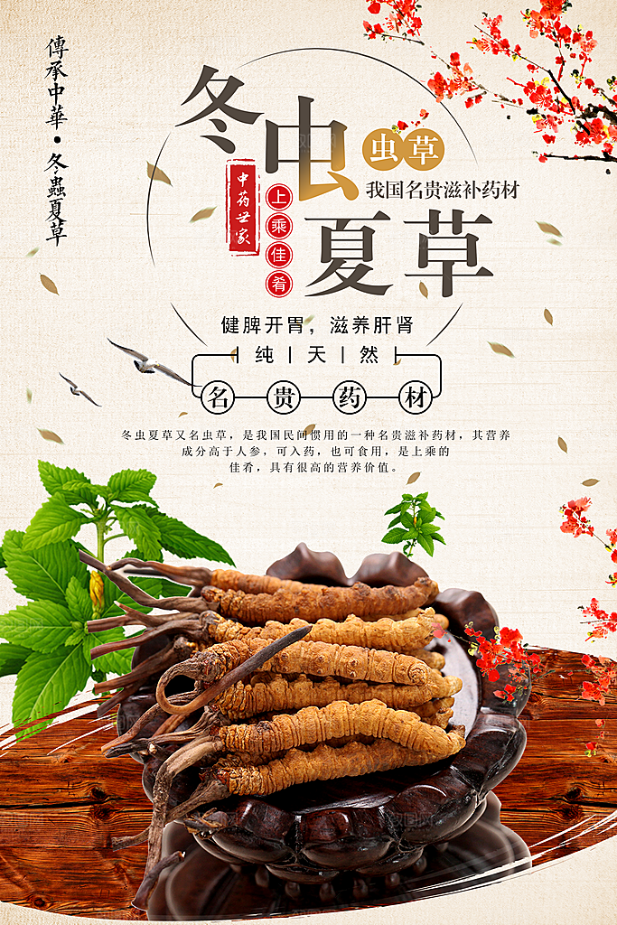 名贵滋补药材冬虫夏草