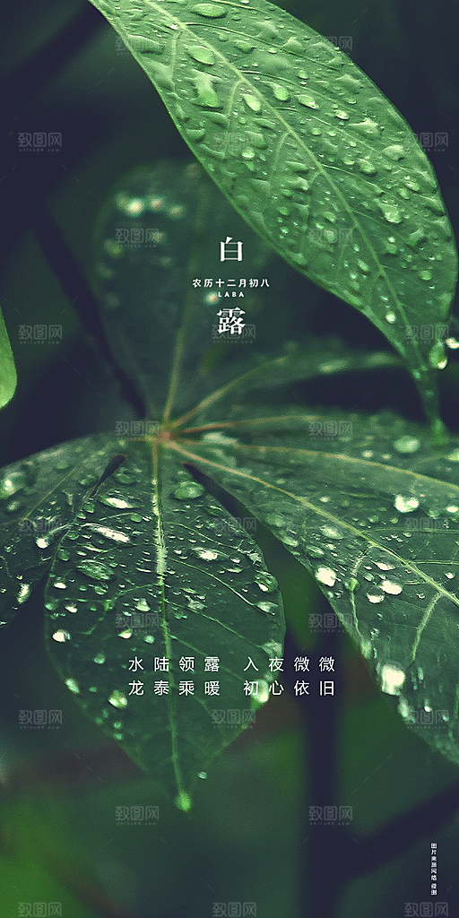 白露节气简约大气海报