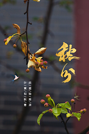 秋分节气传统海报