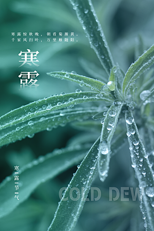 寒露节气简约大气海报