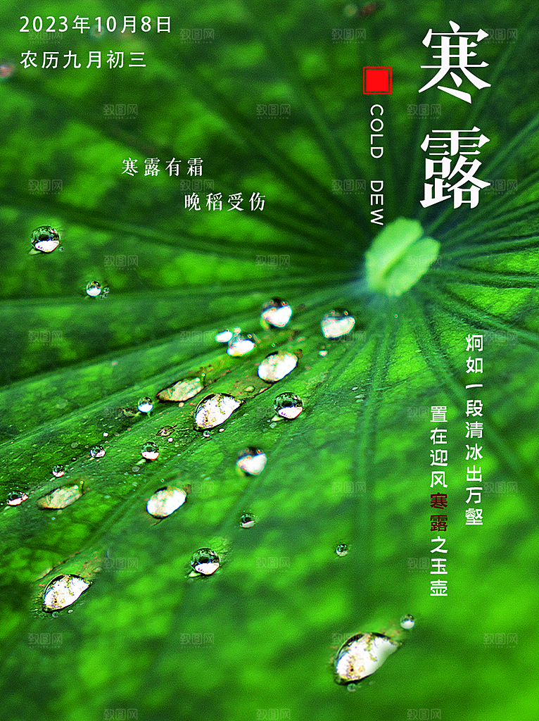 寒露节气简约大气海报