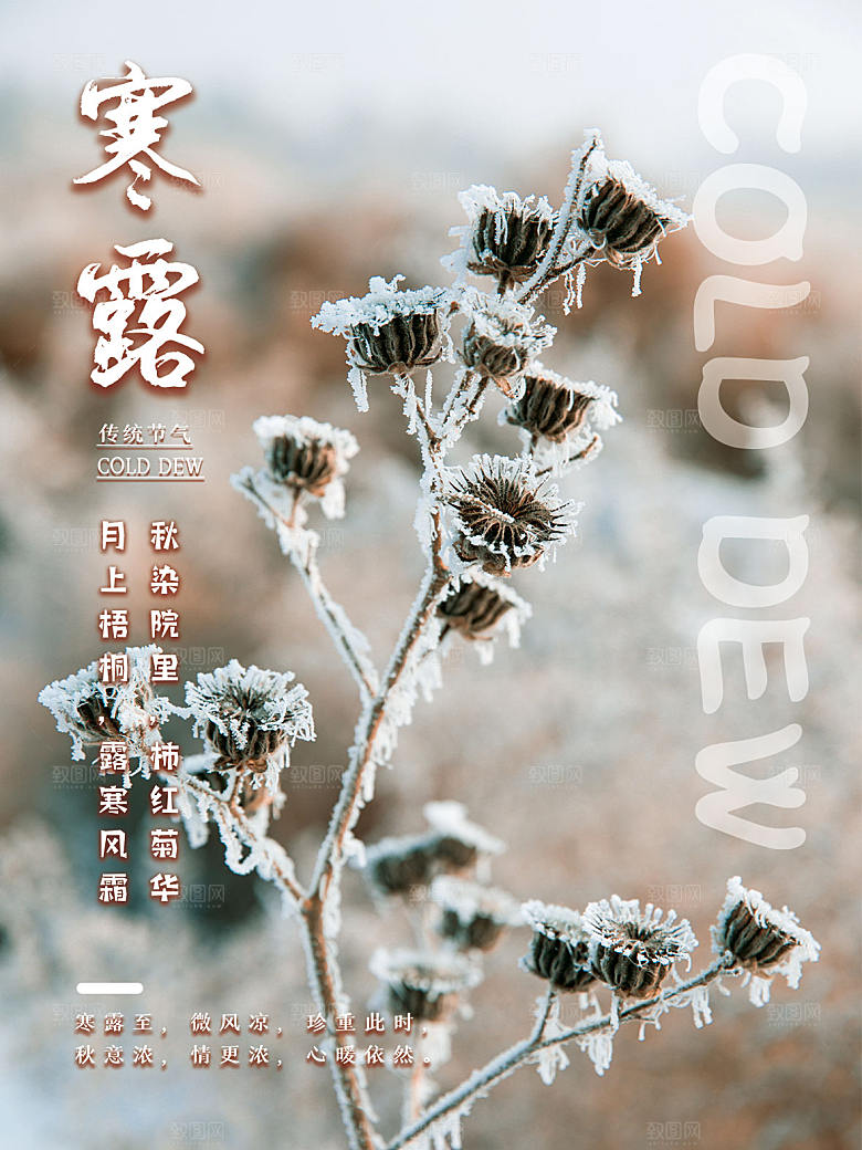 寒露节气简约大气海报