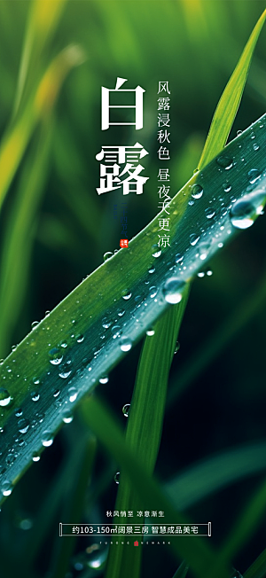 简约风传统白露二十四节气海报