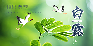 大气白露二十四节气展板
