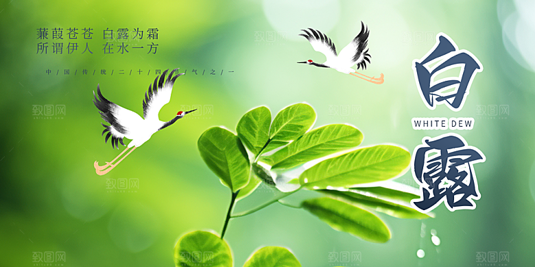 大气白露二十四节气展板