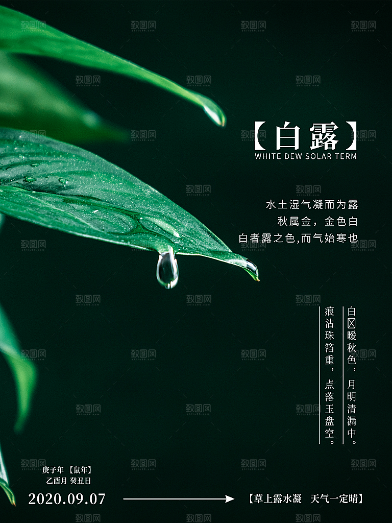 白露节气简约大气海报