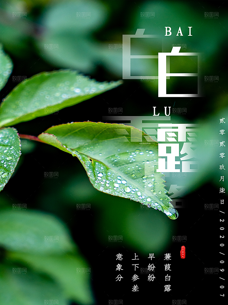 白露节气简约大气海报