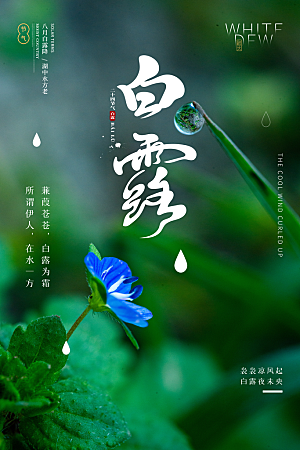 白露节气简约大气海报