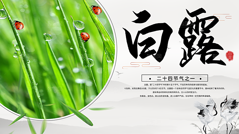 白露节气简约大气海报