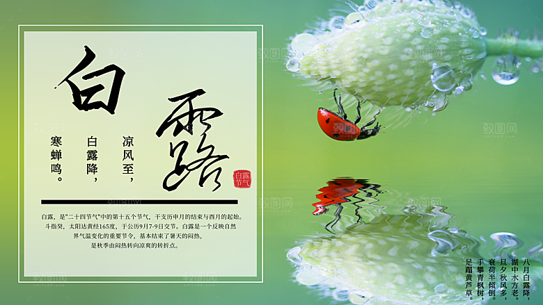 白露节气简约大气海报