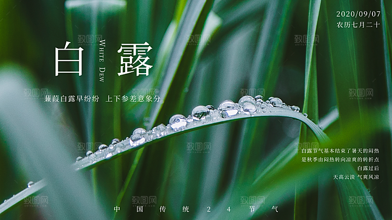 白露节气简约大气海报