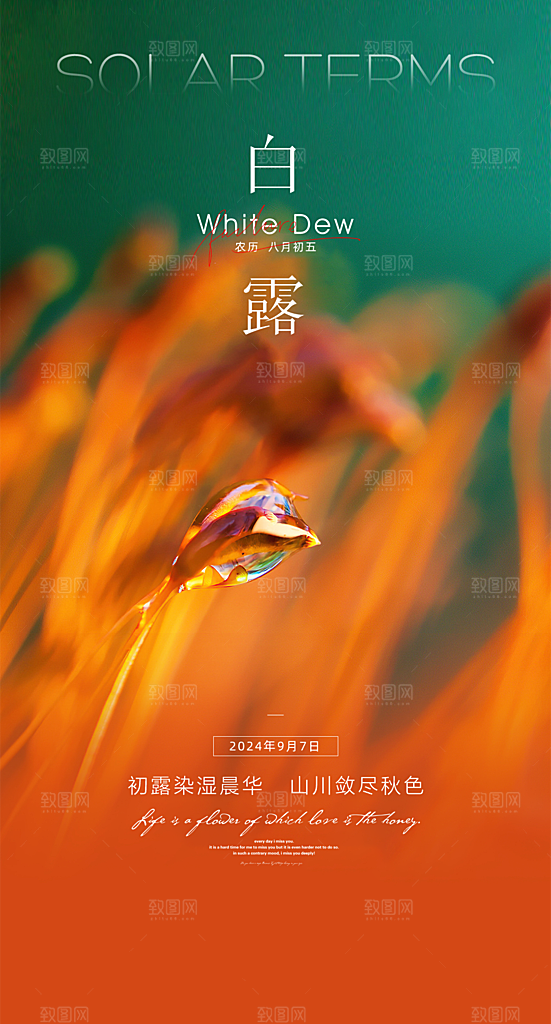 白露节气简约手机海报