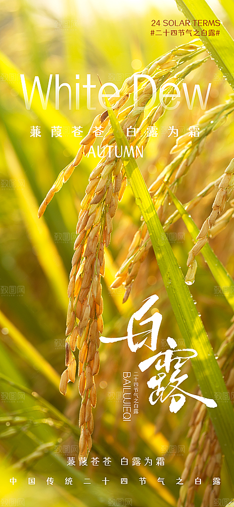 中国传统节气白露简约手机海报