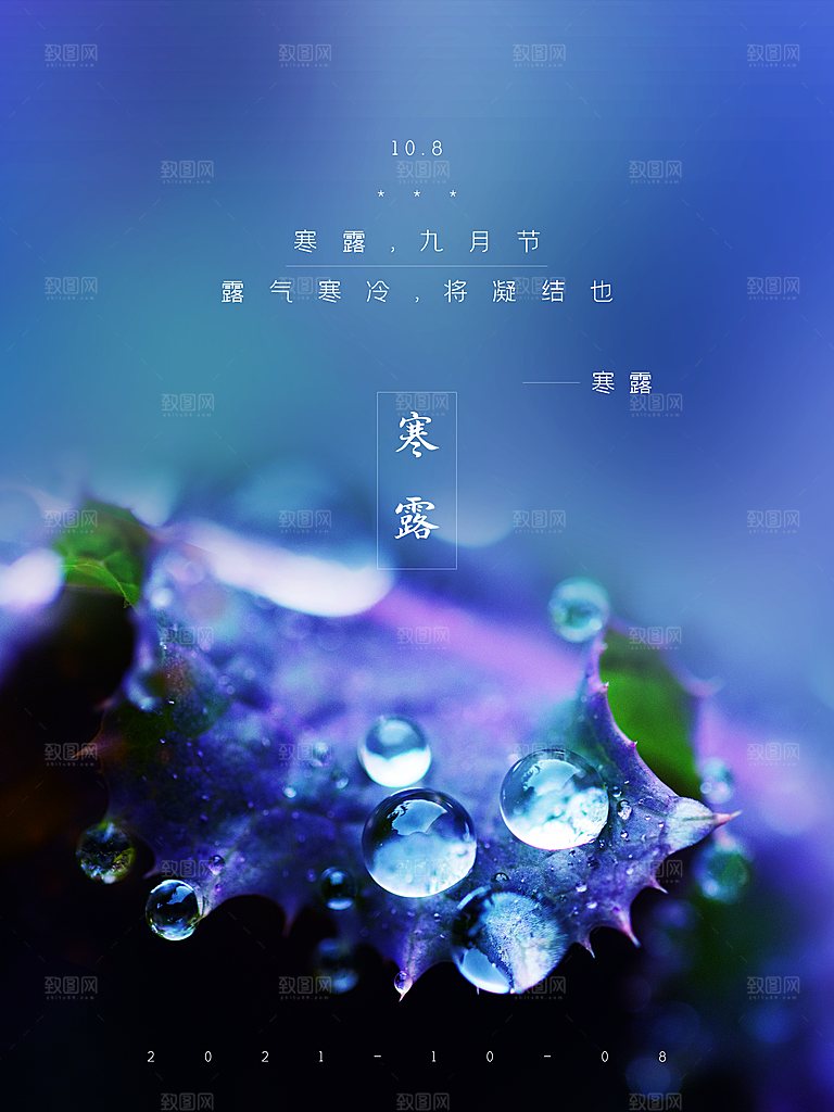 寒露节气简约大气海报
