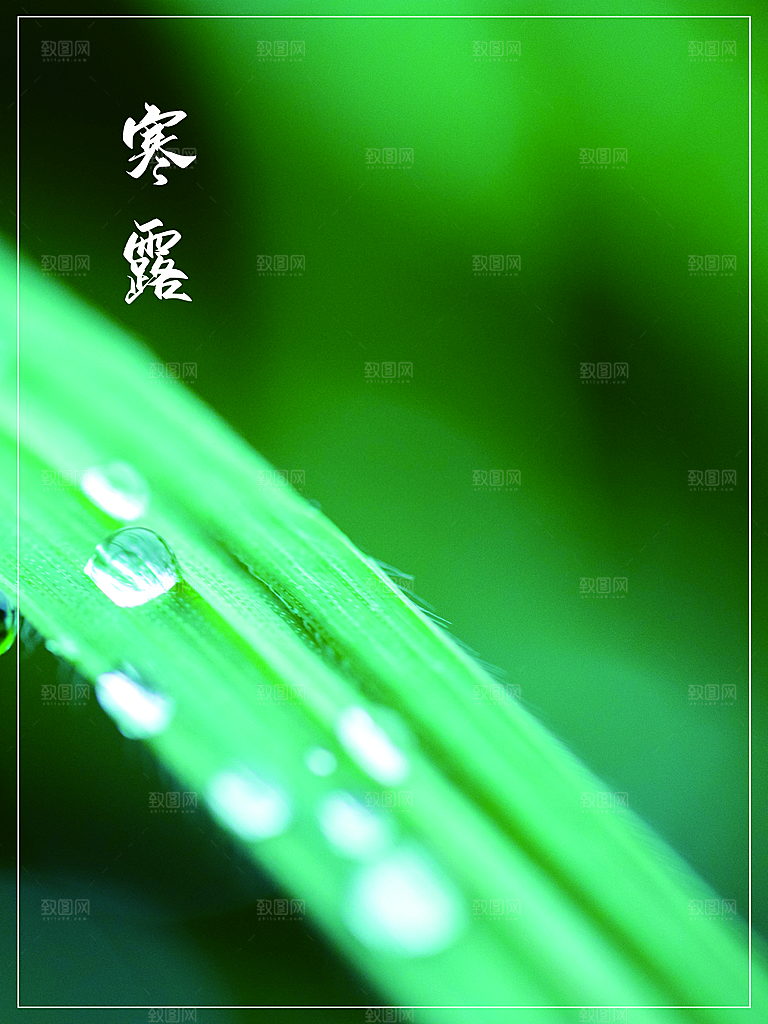 寒露节气简约大气海报