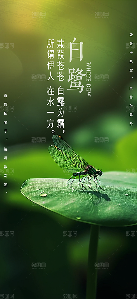 白露二十四节气海报