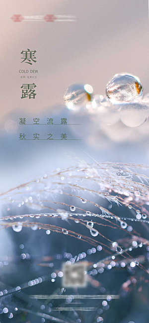 寒露节气简约大气海报