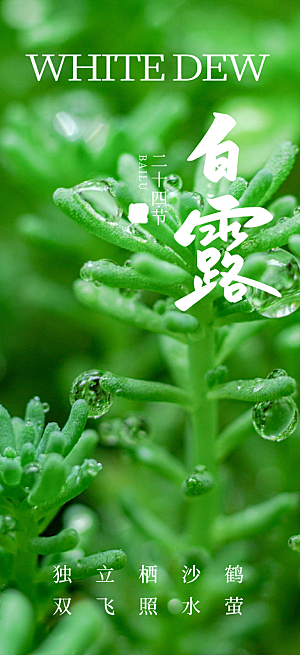 大气传统白露二十四节气海报