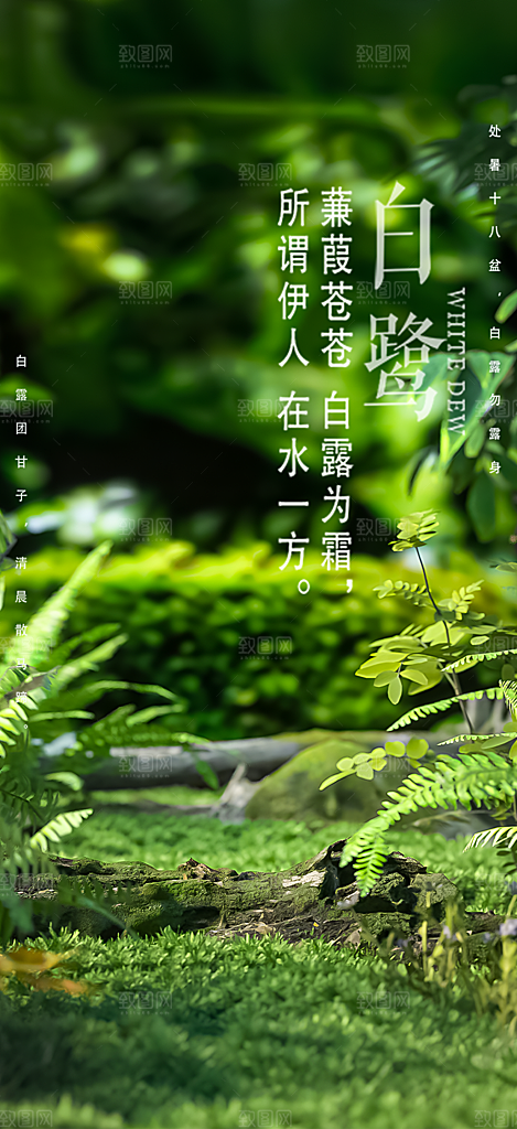 传统白露二十四节气海报