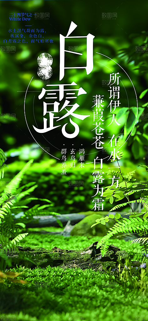 大气传统白露二十四节气海报