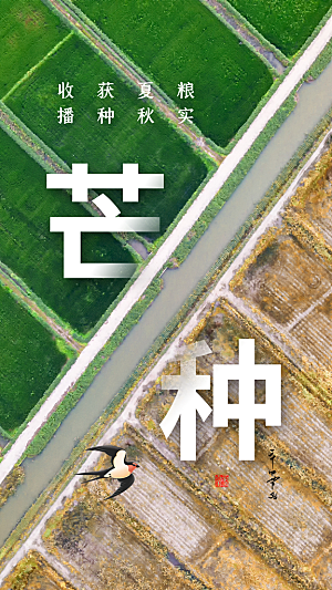 中国传统二十四节气芒种节气宣传海报